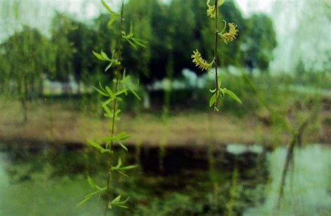 江雨霏霏江草齊|“江雨霏霏江草齐，六朝如梦鸟空啼。”的意思及全诗出处和翻译赏。